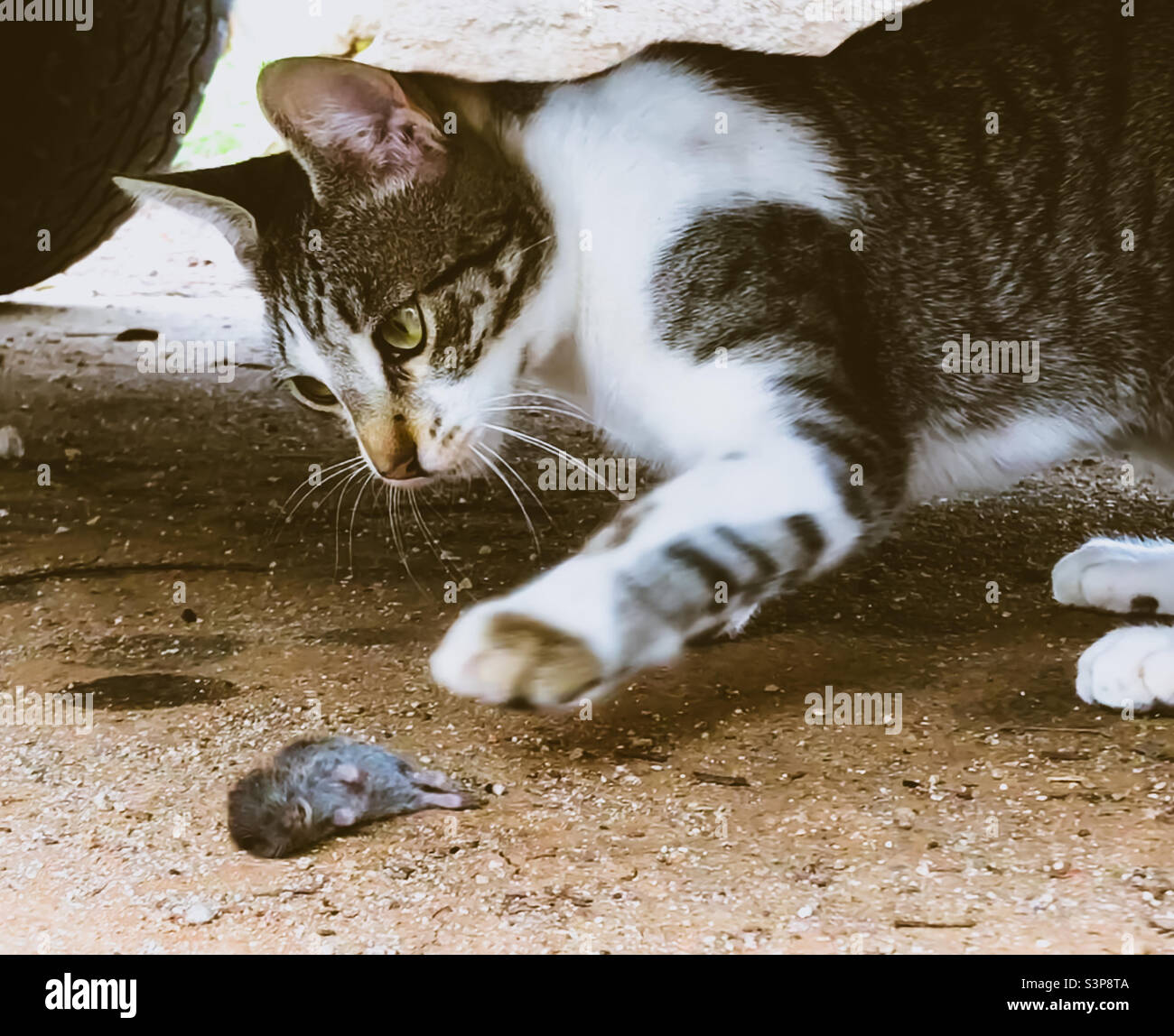 A 6 month old kitten paws at a rodent she has mercilessly killed - Smartphone Captured Stock Image