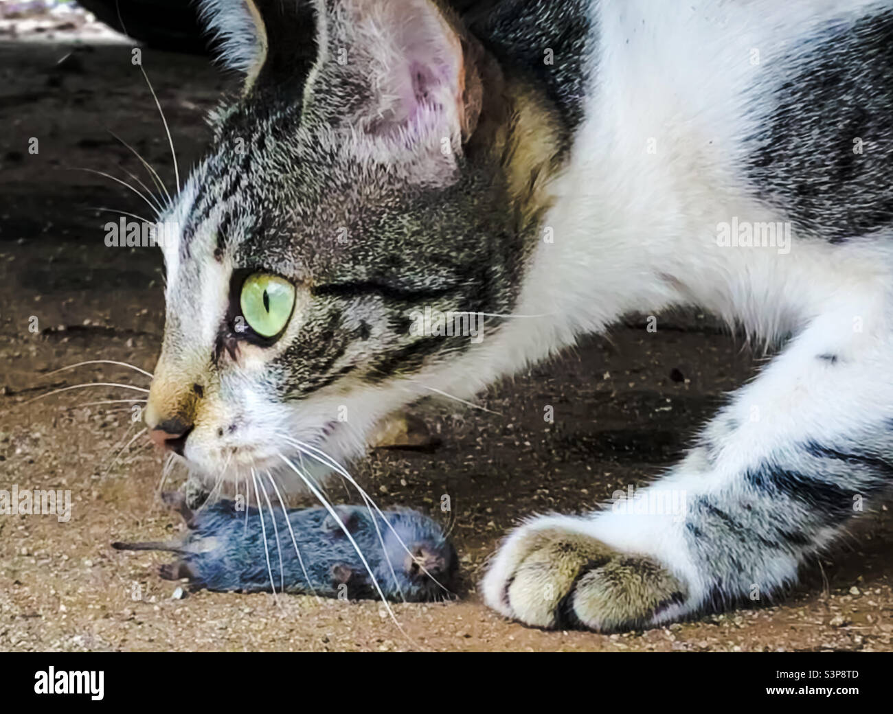 A 6 month old kitten looks alert hovering over the prey she has killed - Smartphone Captured Stock Image
