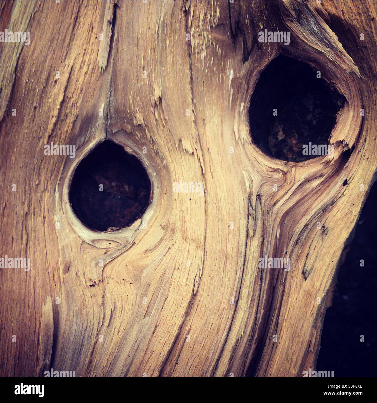 Tree Bark - Smartphone Captured Stock Image