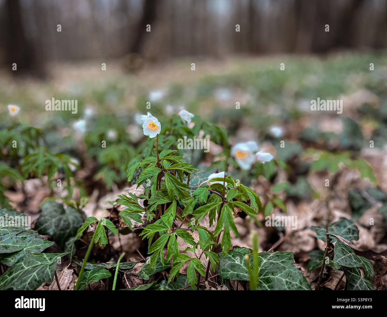 Bring spring hi-res stock photography and images - Alamy