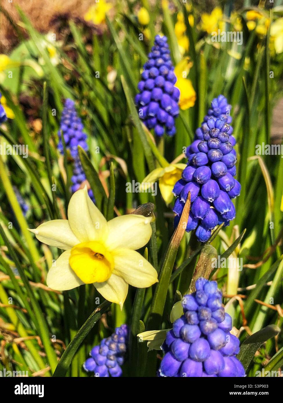 Daffodil amongst the Grape Hyacinth - Muscari - Smartphone Captured Stock Image