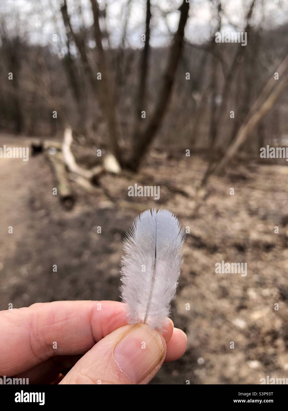 A small feather found in the woods. - Smartphone Captured Stock Image