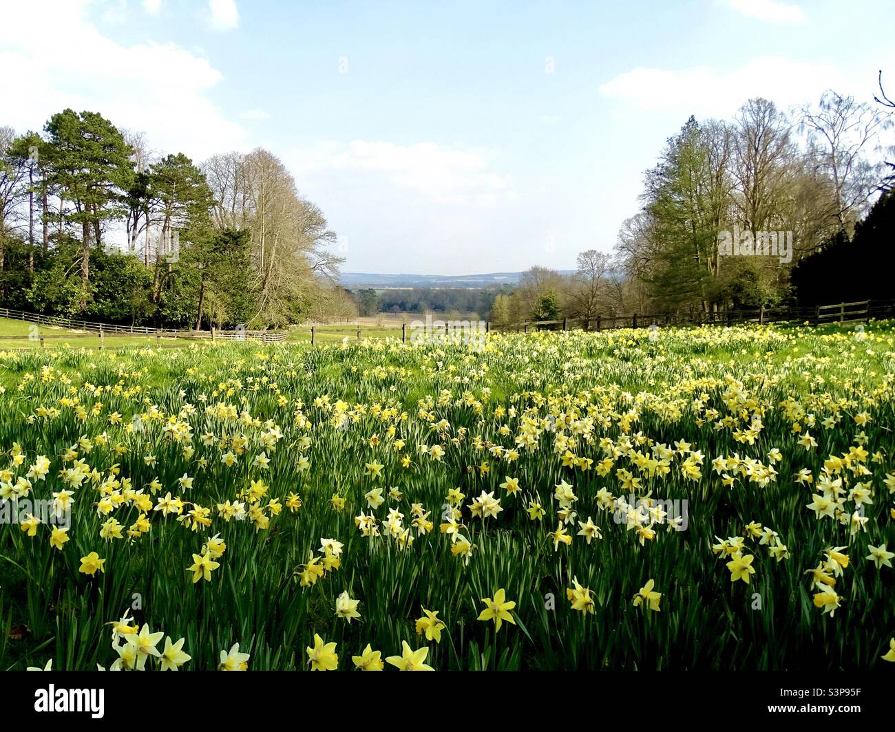 Panoramic view of the British countryside in springtime with a stunning field of daffodils Stock Photo