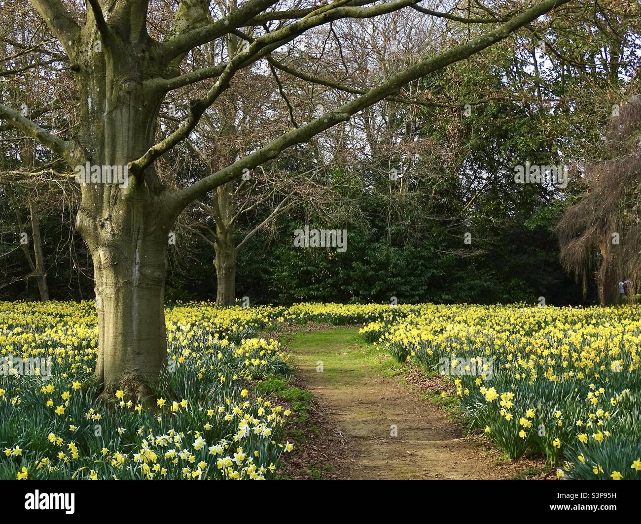 A path in the British countryside through a field of daffodils in springtime Stock Photo