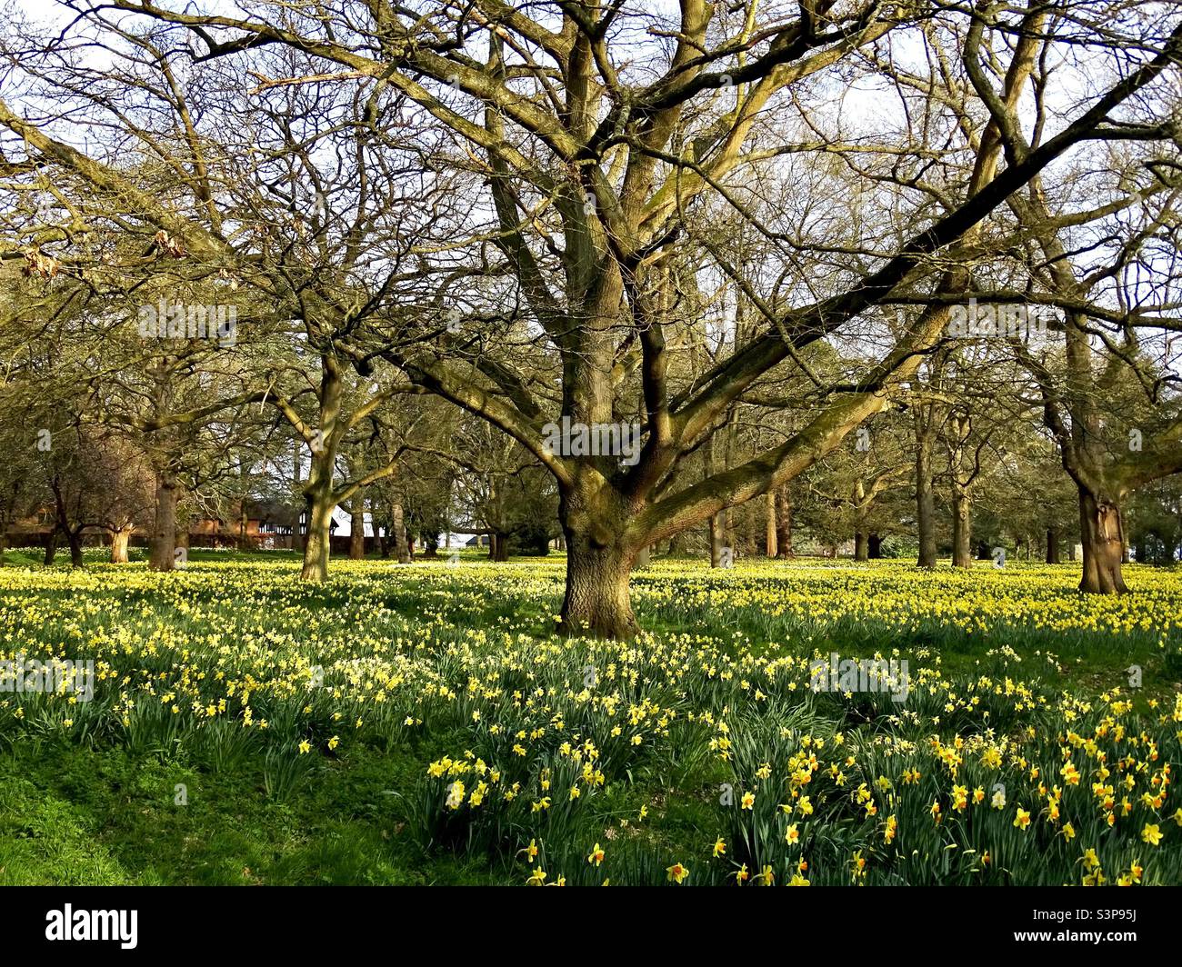 A panoramic view of a large field of daffodils in springtime in England Stock Photo