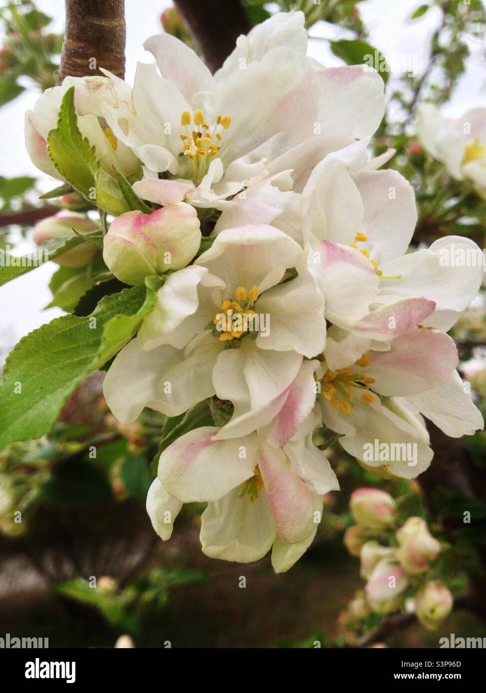 Ornamental apple tree or flowering Apple tree close up Stock Photo Alamy