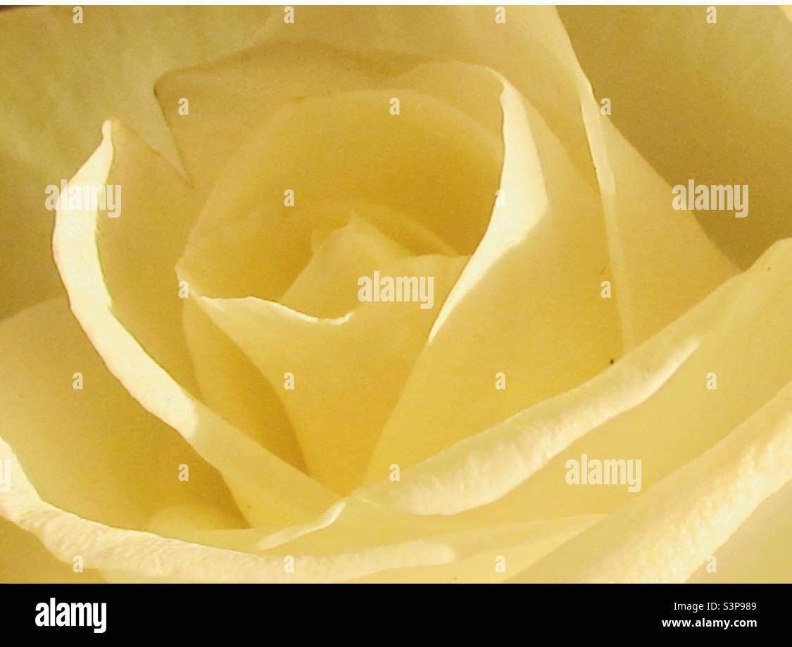 Pale yellow / white rose close up - Smartphone Captured Stock Image
