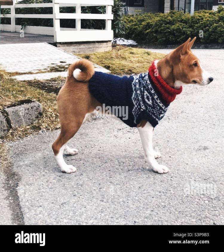 Male Basenji in Norwegian knitted Marius jumper Stock Photo