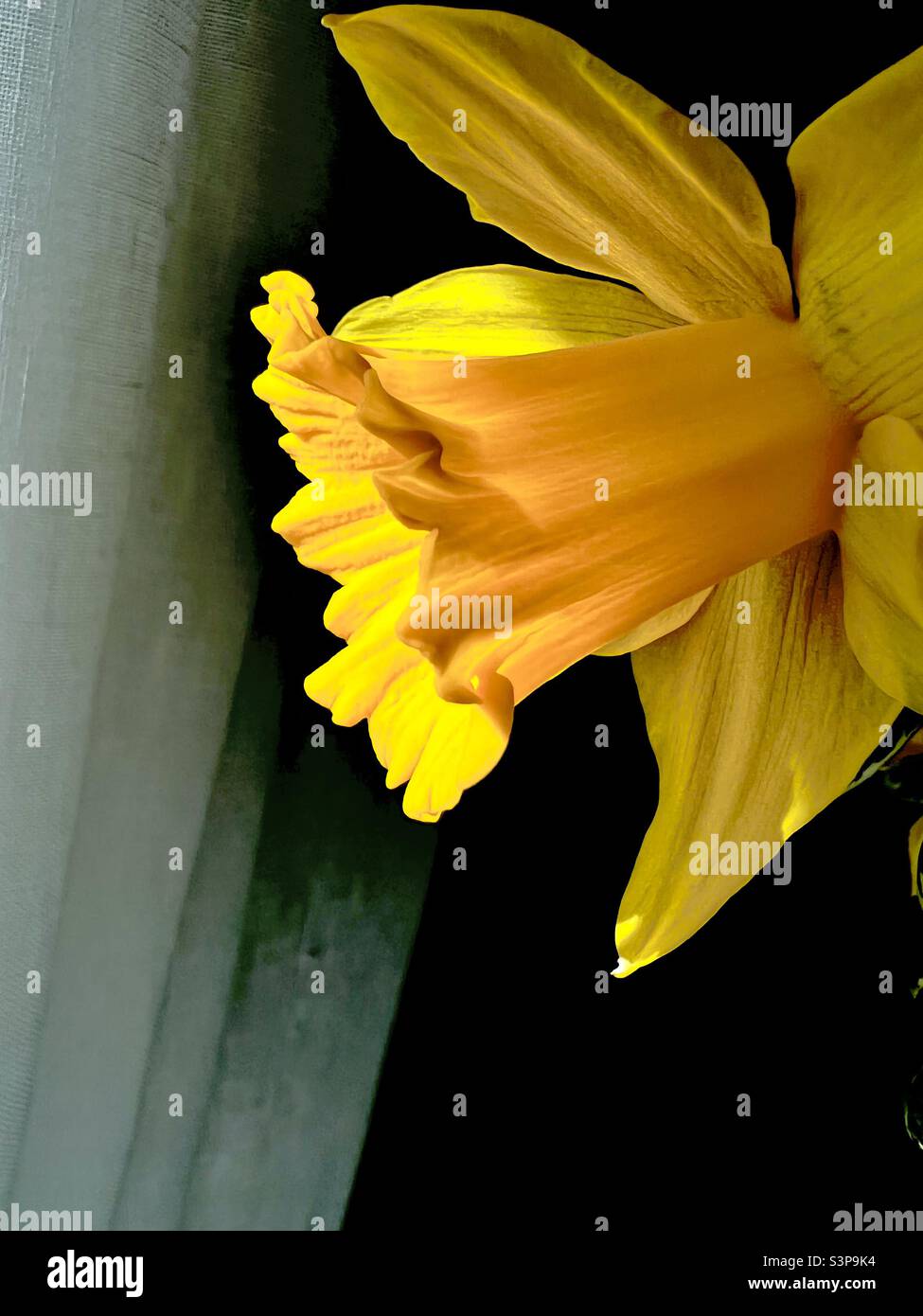 Daffodil petals Stock Photo
