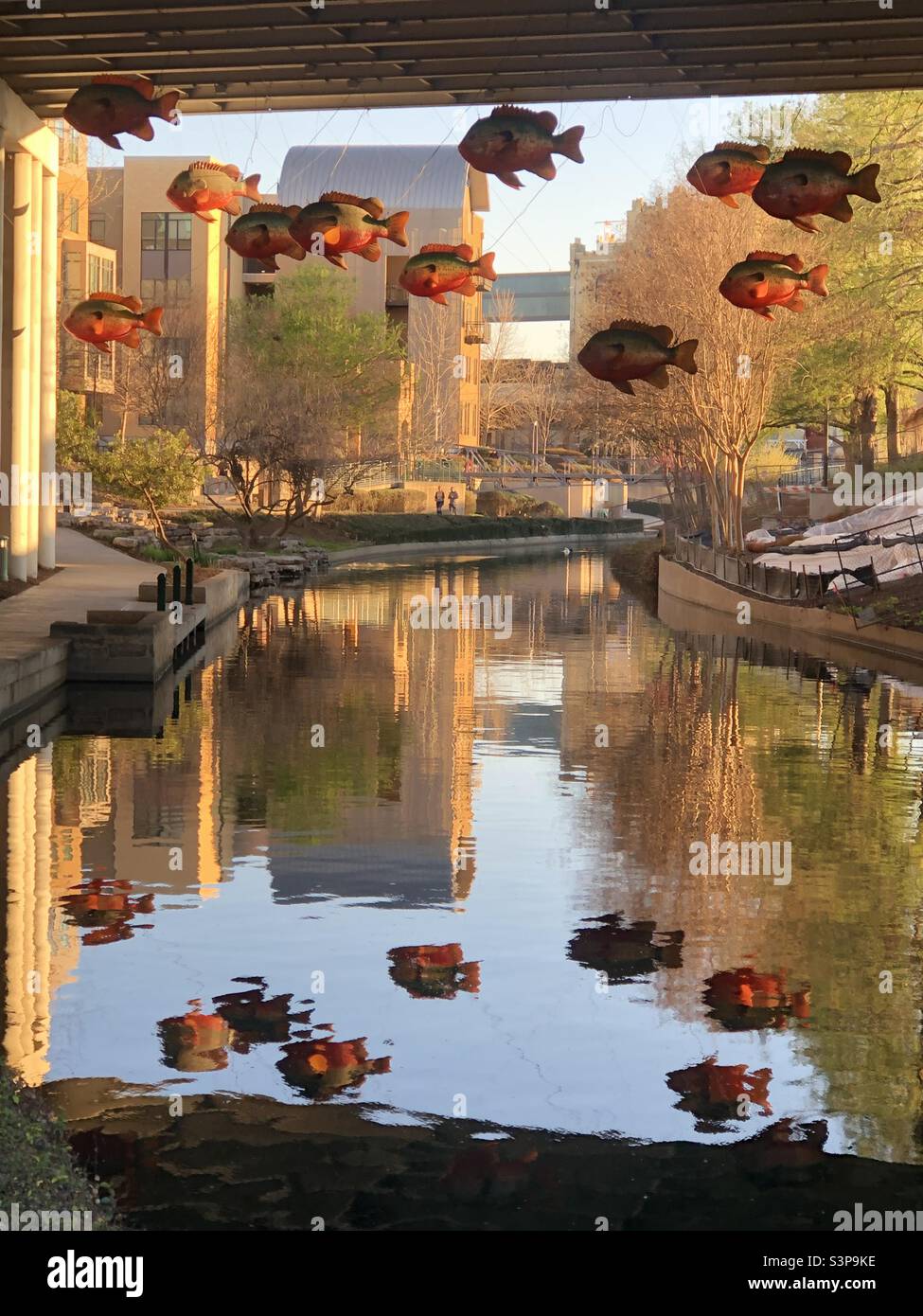 Fish under bridge at the San Antonio Riverwalk Stock Photo Alamy