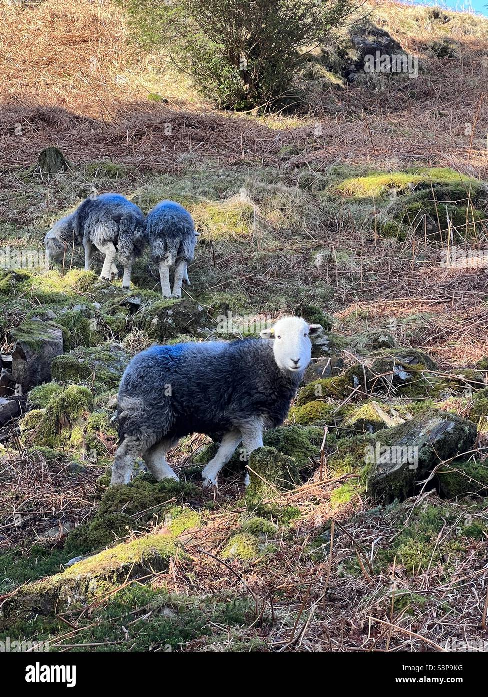 Sheep in the Lake District Stock Photo