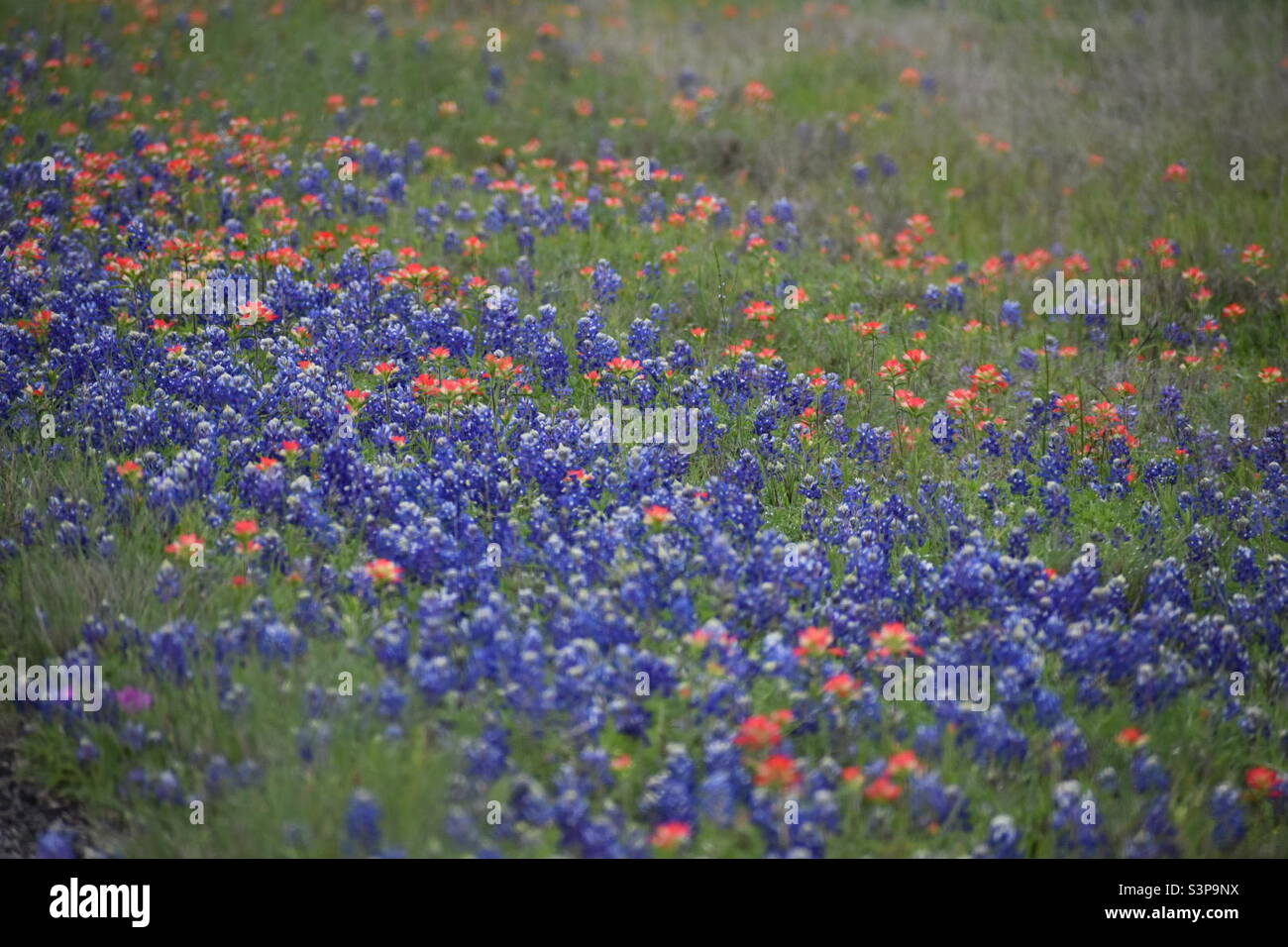 Texas Wildflower Bluebonnets Stock Photo