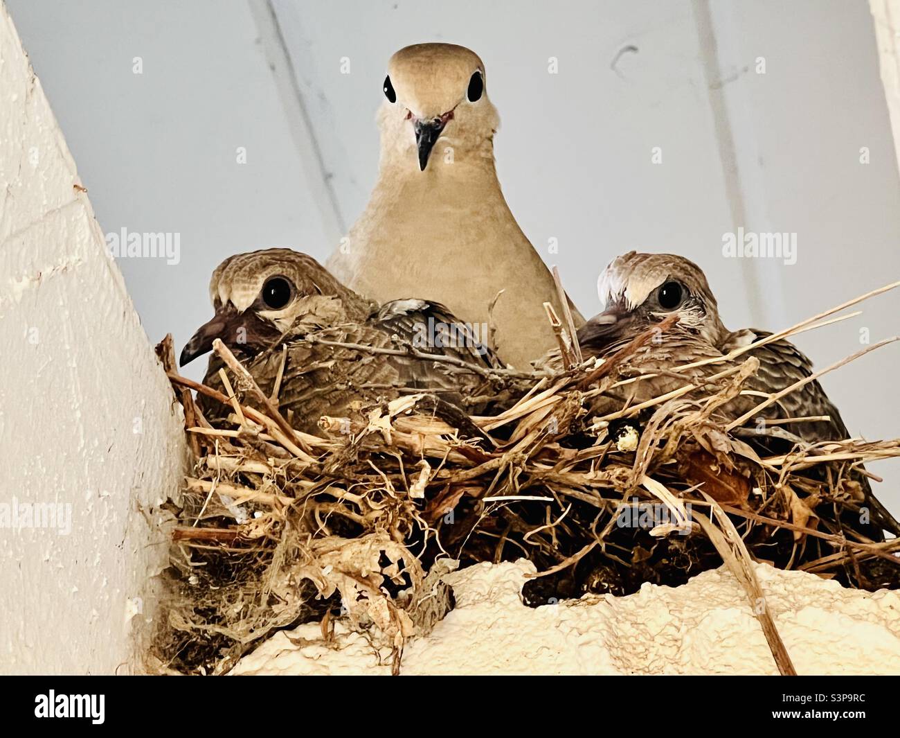 Mother dove and two babies on a nest in a house’s patio Stock Photo Alamy