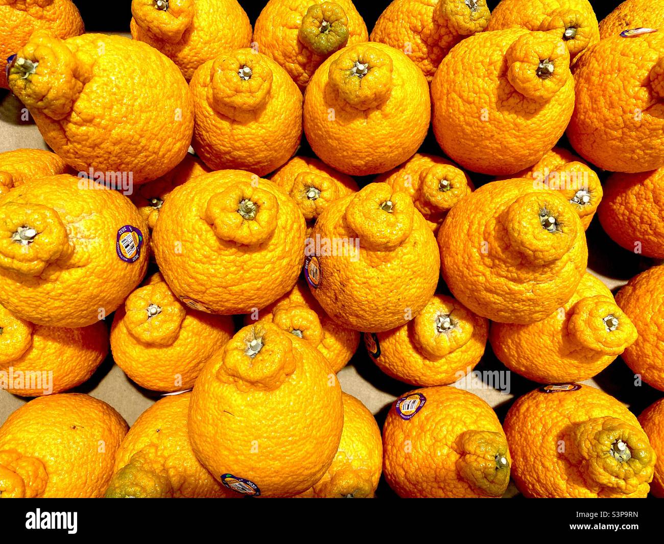 https://c8.alamy.com/comp/S3P9RN/sumo-citrus-fruit-display-in-a-supermarket-S3P9RN.jpg