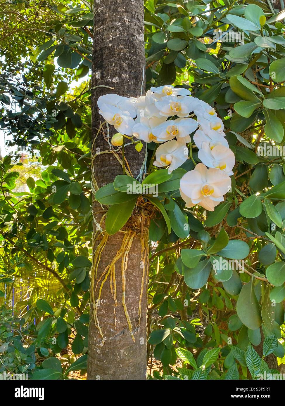 Orchid in Hemingway’s garden in Key West Stock Photo
