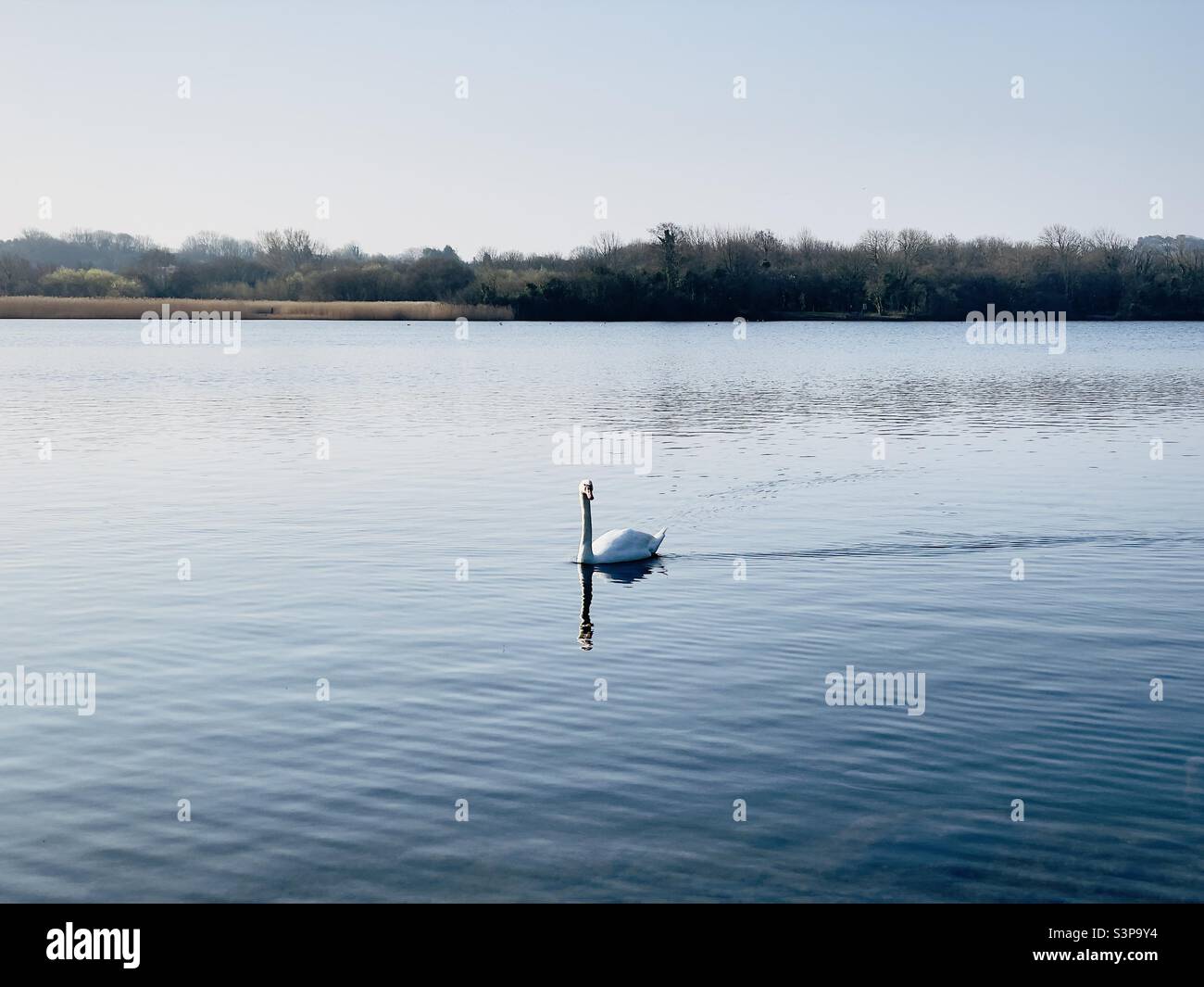 Swan lake, Cosmeston Lakes, Cardiff - Smartphone Captured Stock Image