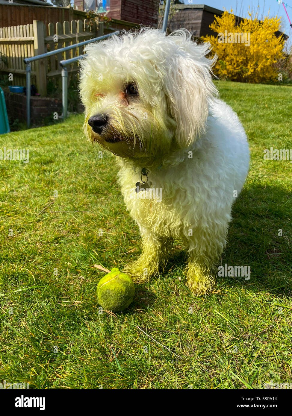 Illustration of Dogs And Freshly Cut Grass Paranoia