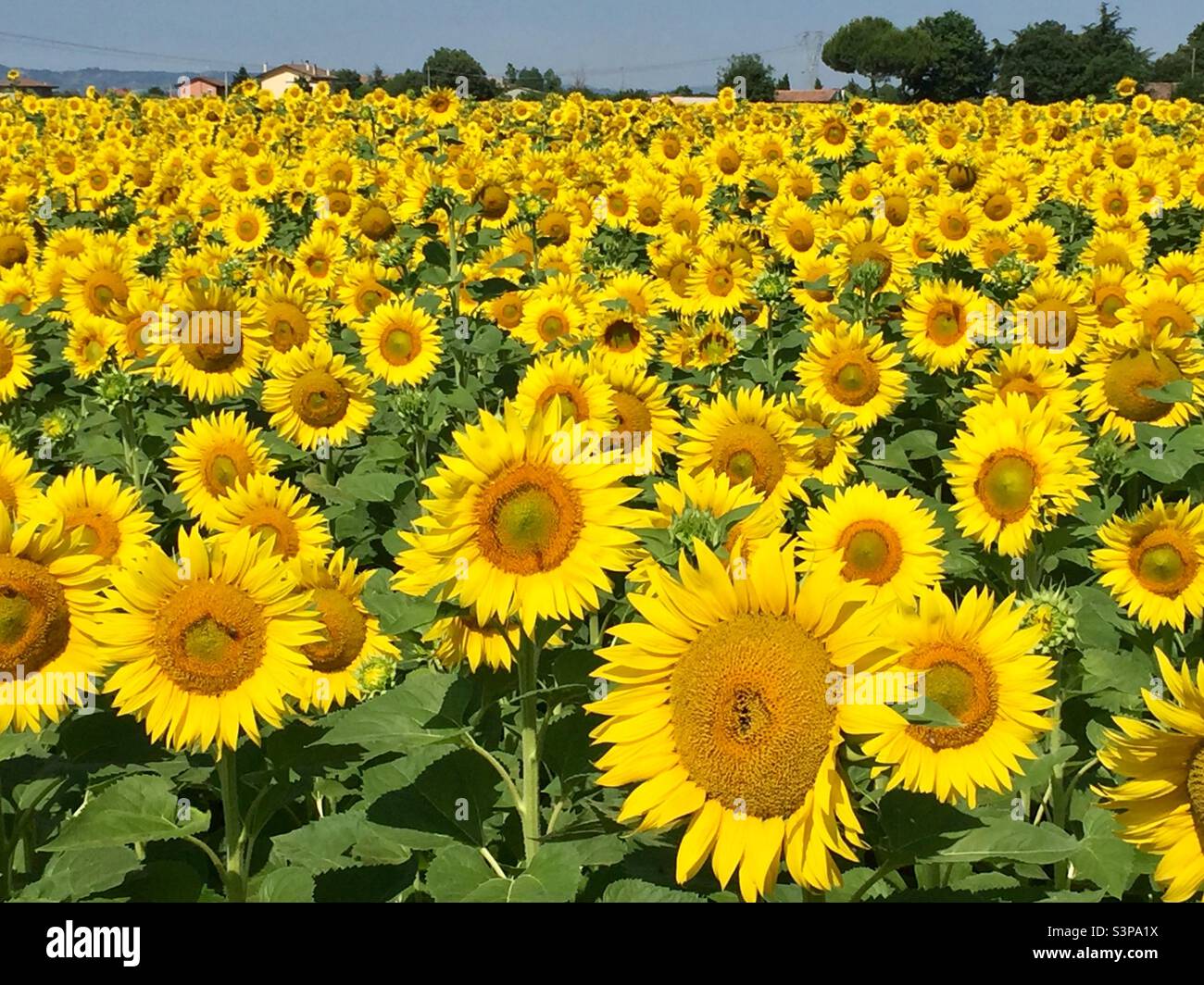 Sunflowers field, girasoli Stock Photo Alamy