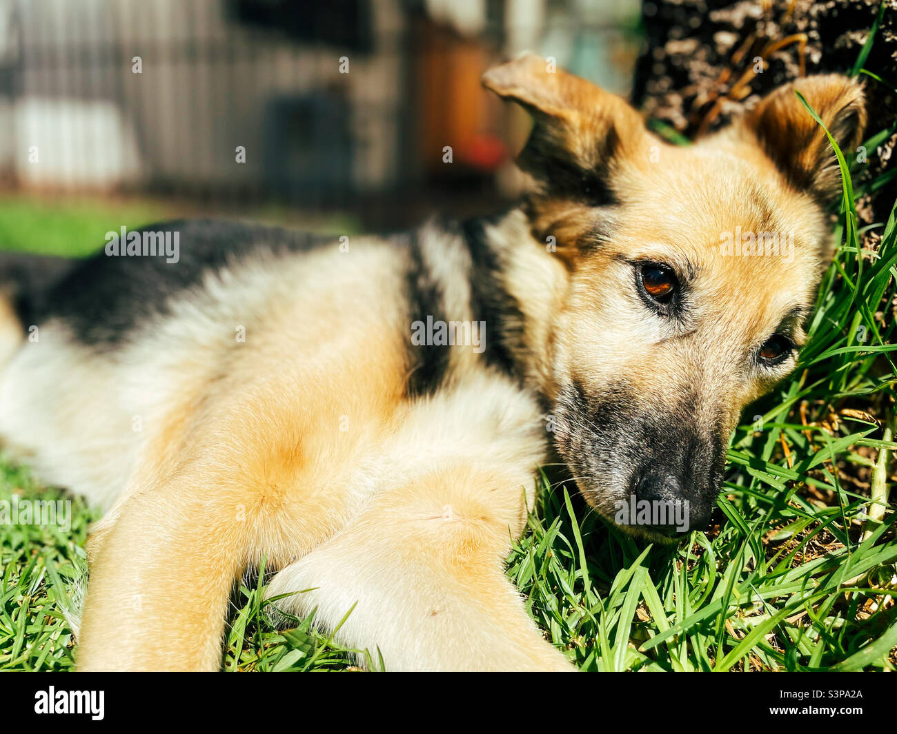 Dog lying on grass - Smartphone Captured Stock Image