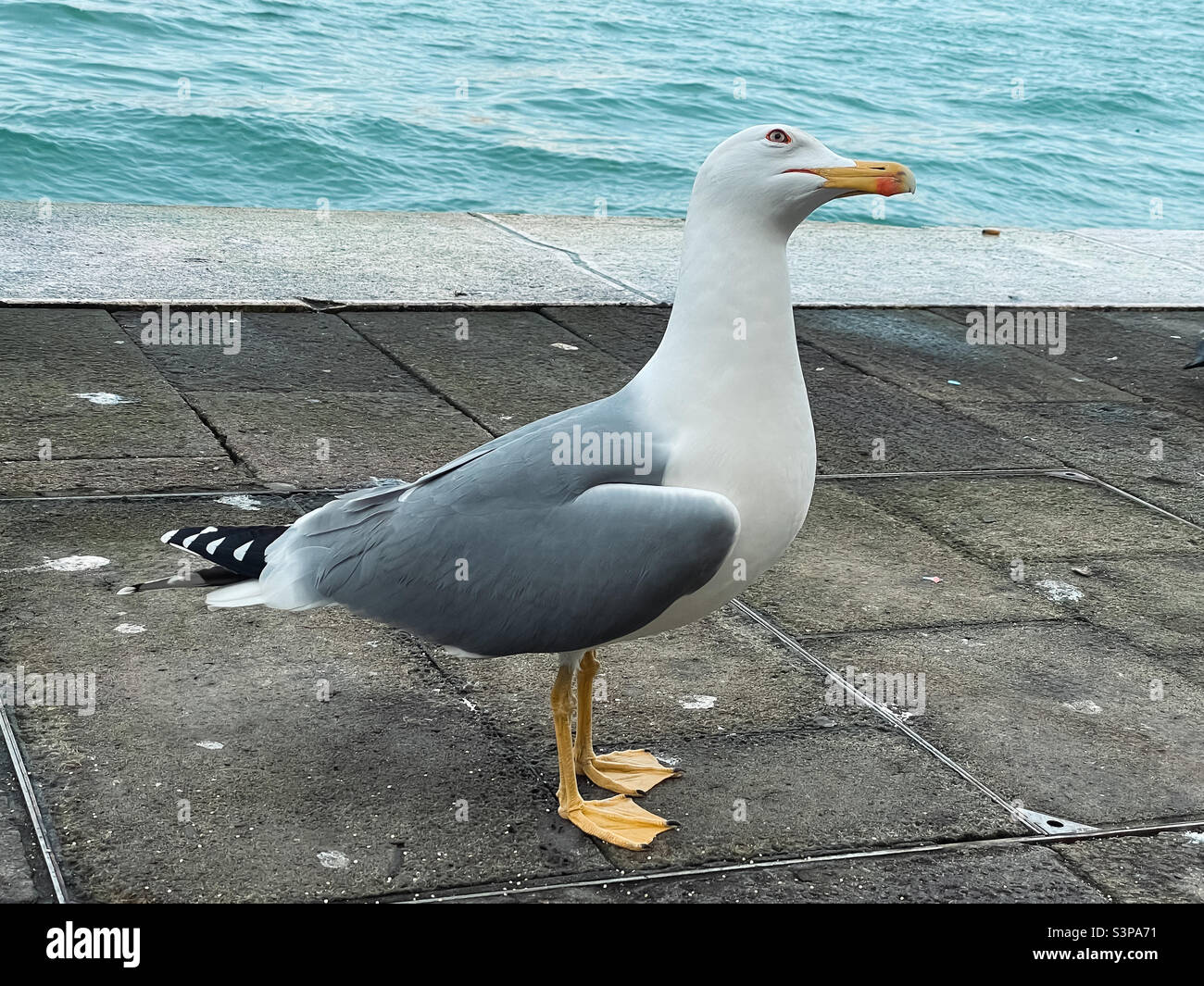 Low angle view of a Seagull standing at edge of water, tilting its head to the side. - Smartphone Captured Stock Image Low angle view of a Seagull standing at edge of water, tilting its head to the side. - Smartphone Captured Stock Image