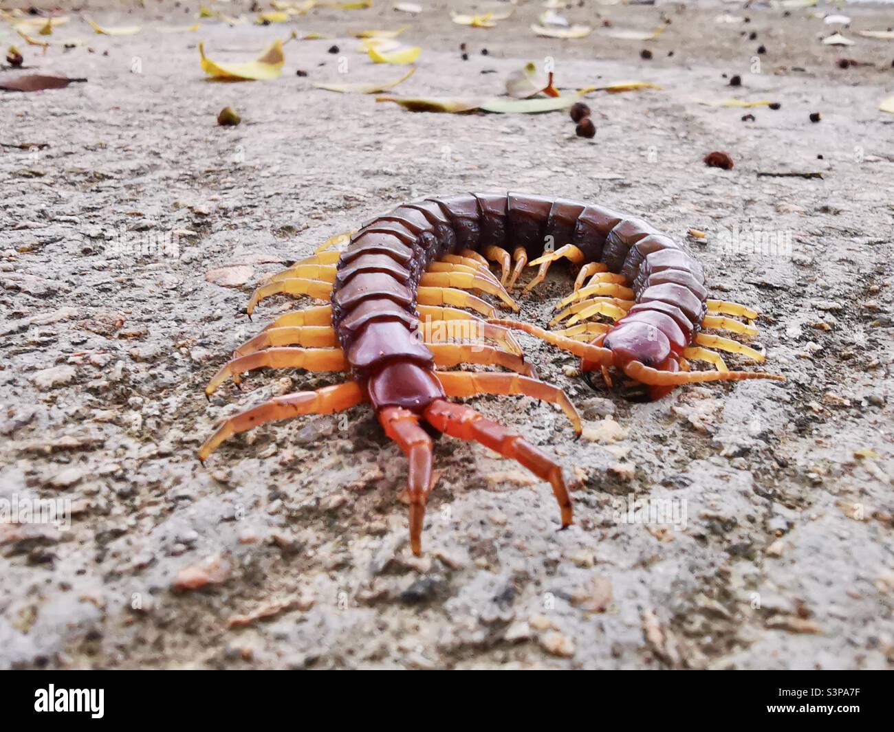 A giant centipede on Lamma island in Hong Kong. - Smartphone Captured Stock Image