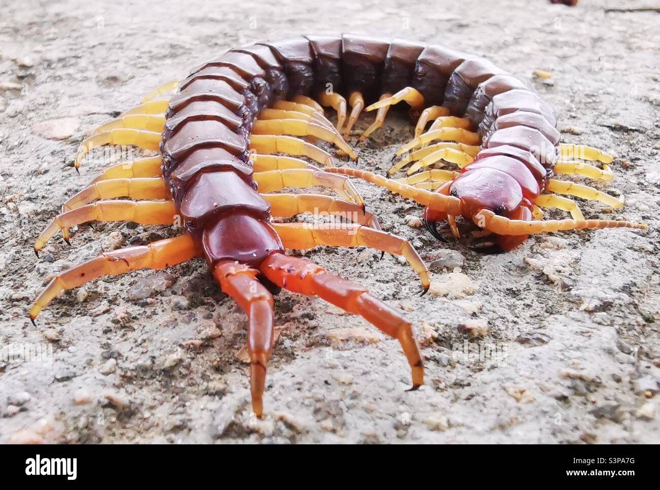 A closeup of a giant centipede. - Smartphone Captured Stock Image