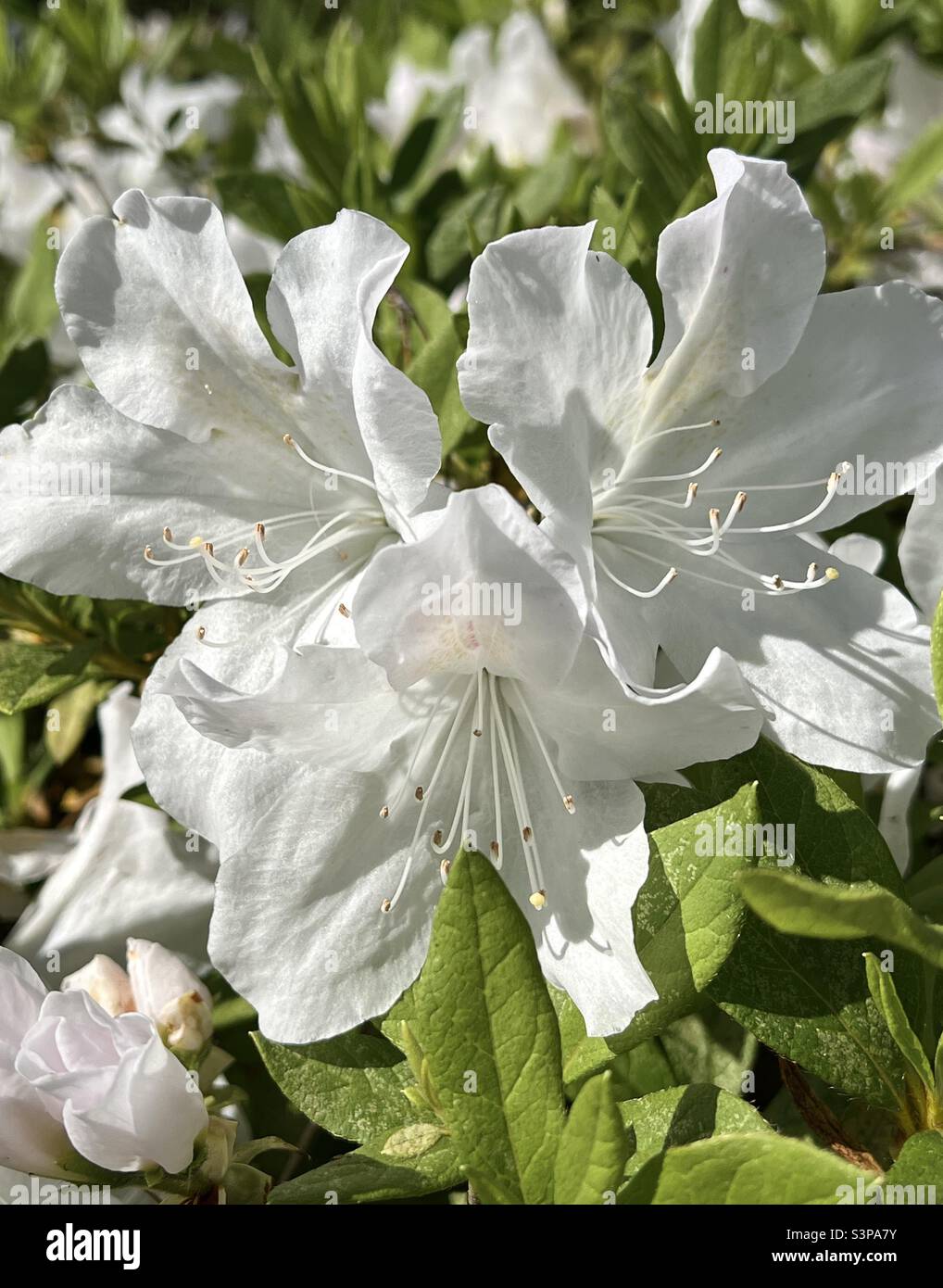 White azaleas flowers hi-res stock photography and images - Alamy
