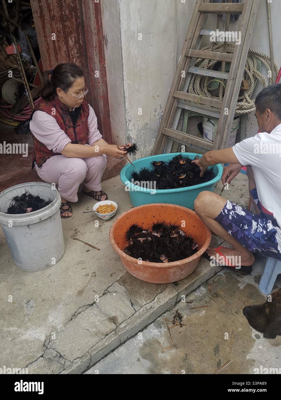 Local villagers on Lamma island taking out the Sea Urchin meat. Stock Photo