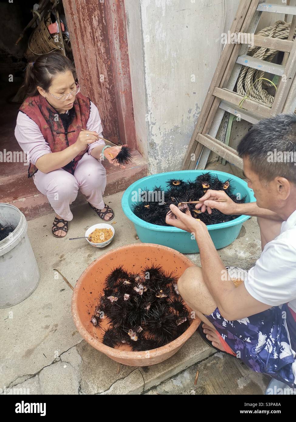 Local villagers on Lamma island taking out the Sea Urchin meat. Stock Photo