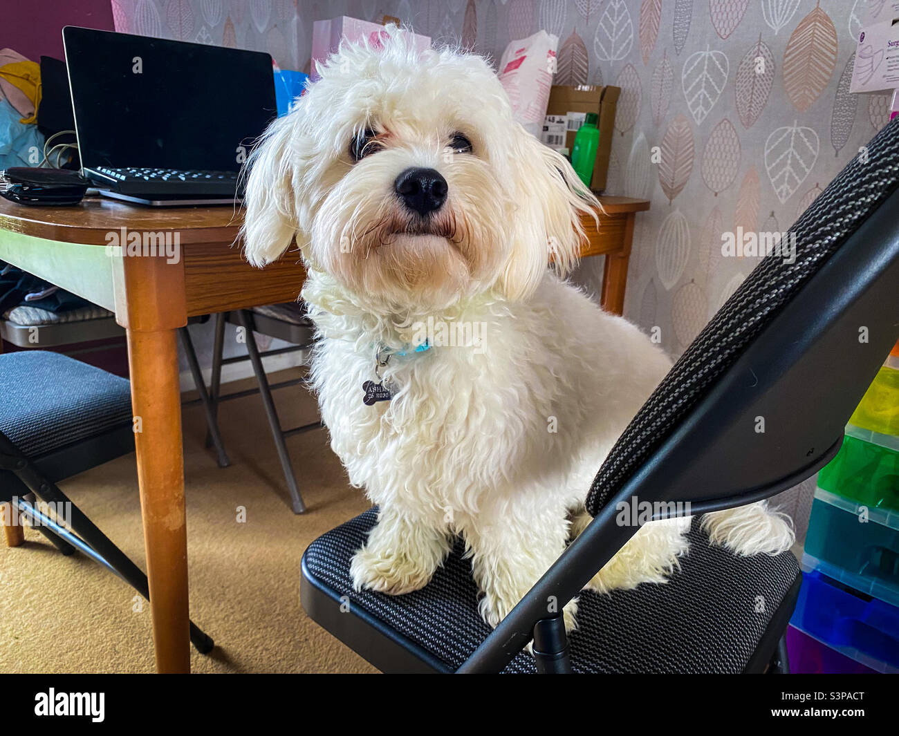 Small, fluffy, white cavapoo dog sat on a dining room chair. - Smartphone Captured Stock Image
