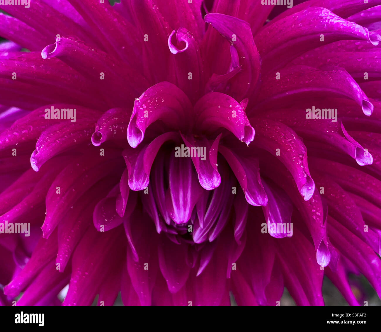 Macro close up of pink dahlia flower - Smartphone Captured Stock Image
