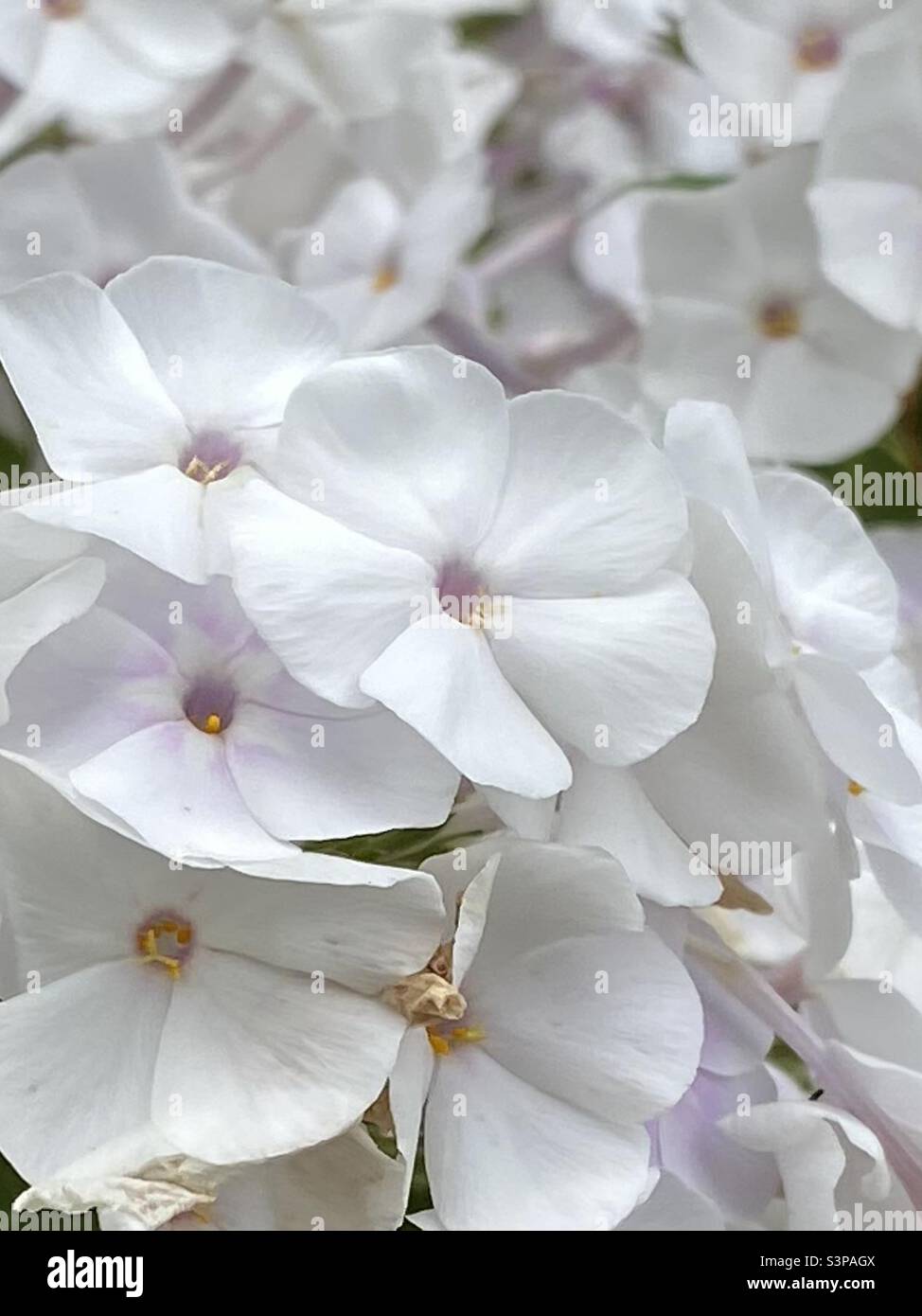 A closeup of white garden phlox with a touch of purple. - Smartphone Captured Stock Image
