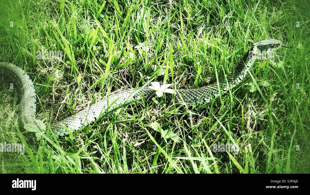 Wild grass snake (Natrix helvetica) also known as ringed snake and water snake. England UK. Grunge image. Stock Photo