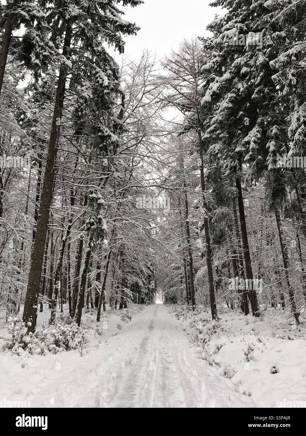 Schnee - Nieve en el bosque Stock Photo