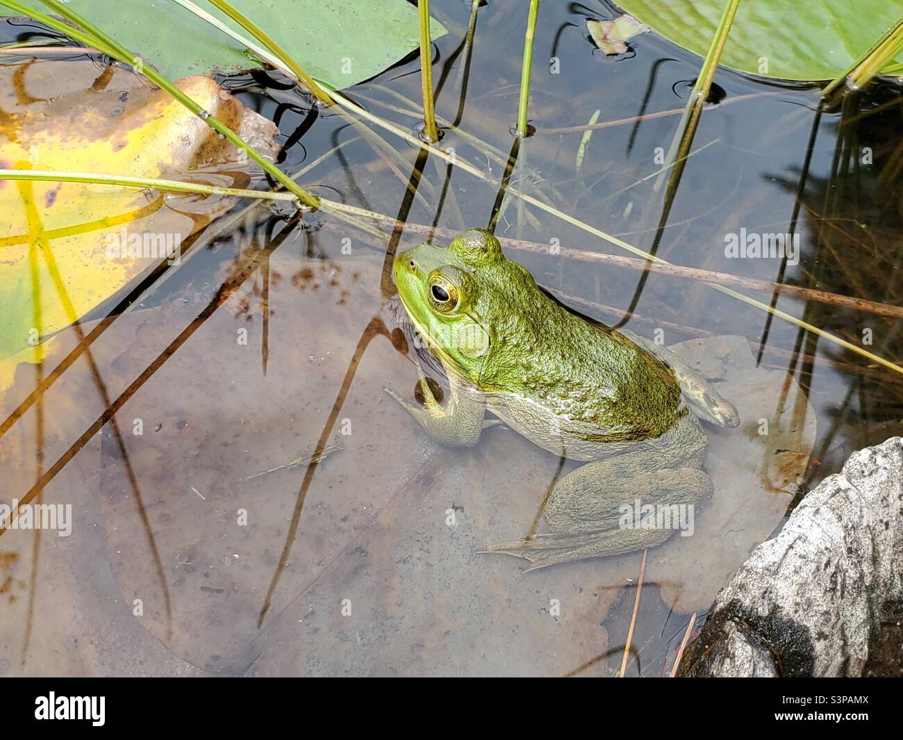 Frog in a lake. Acadia Park. Maine Stock Photo Alamy