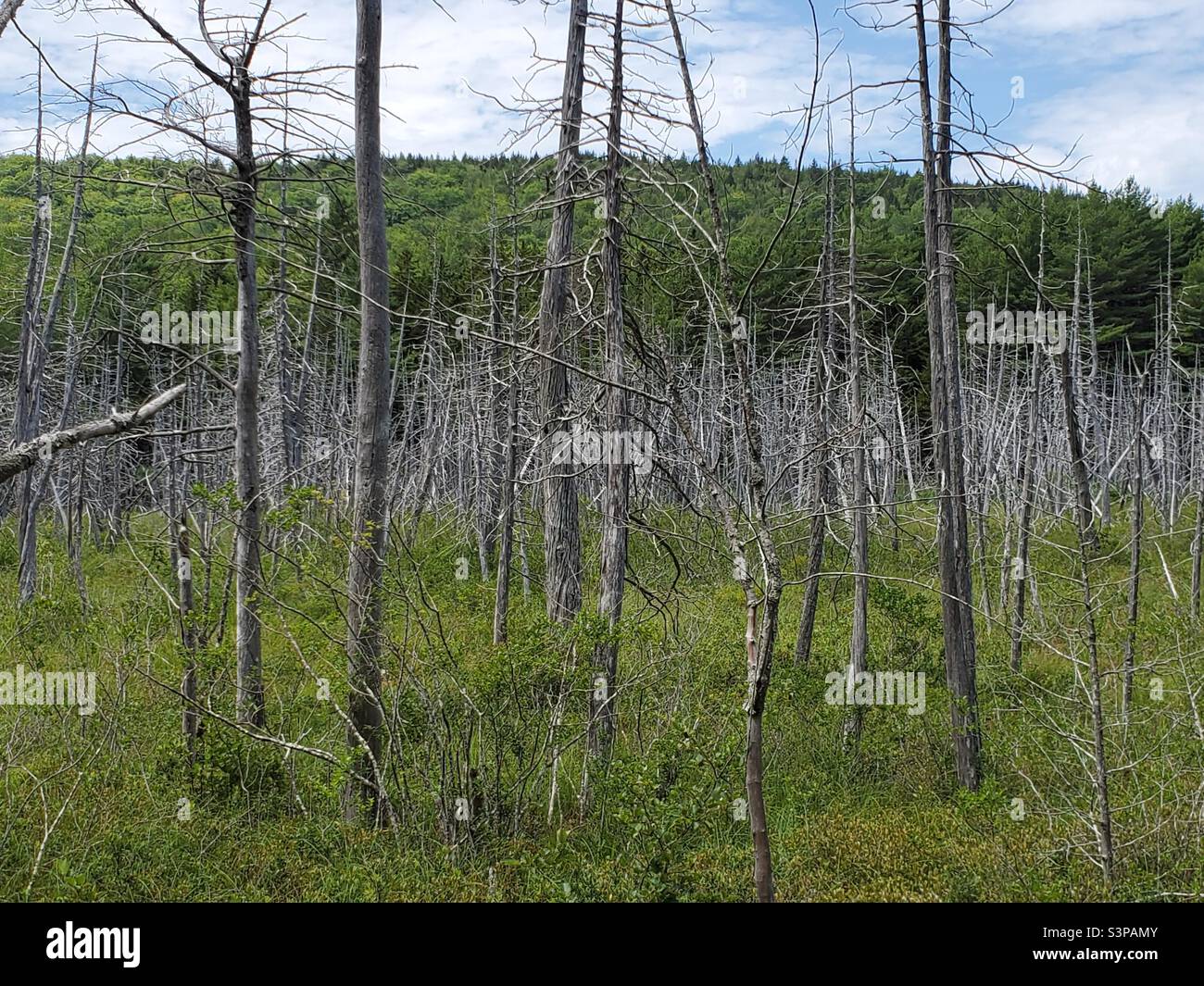 Death forest. Stock Photo