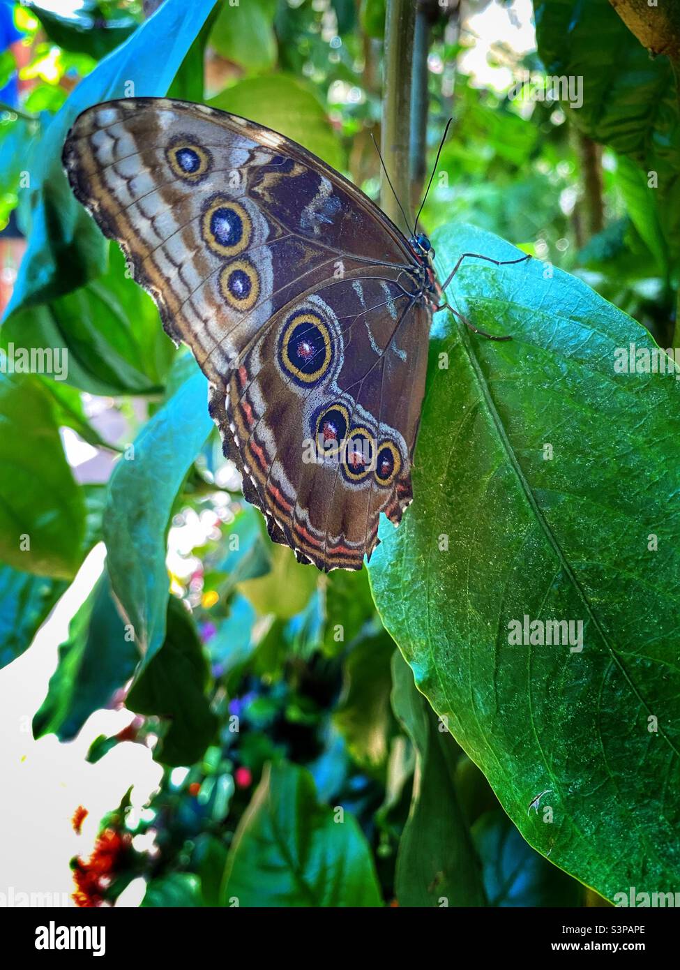 Butterfly sitting on a leaf with his wings closed Stock Photo
