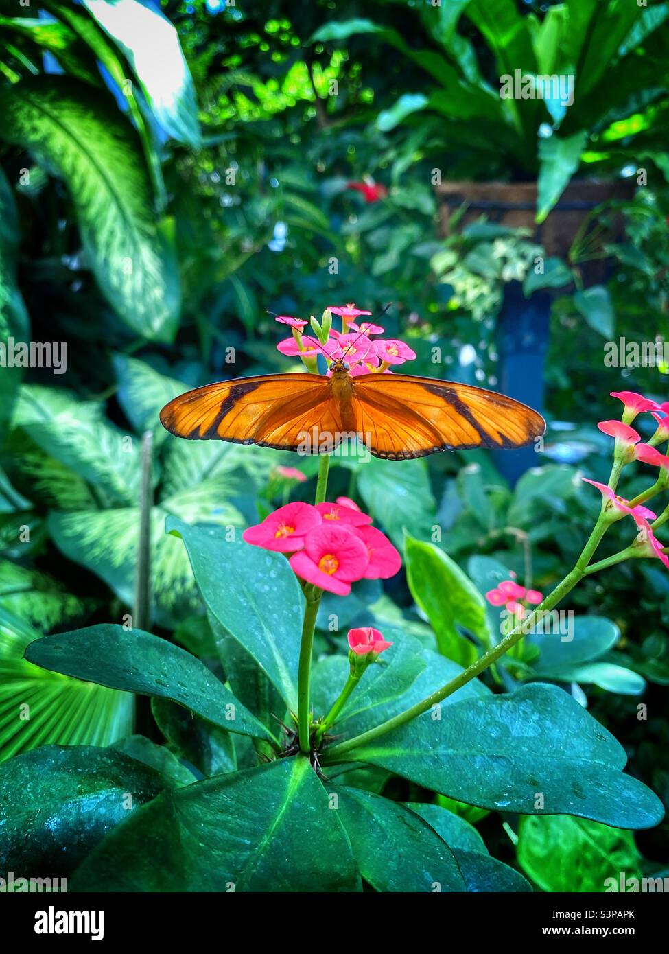 Beautiful orange butterfly with its wings spread wide open sitting on some pink flowers Stock Photo