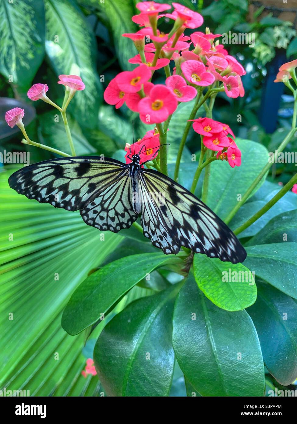 Black and yellow butterfly sitting on a pink flower in the garden Stock Photo