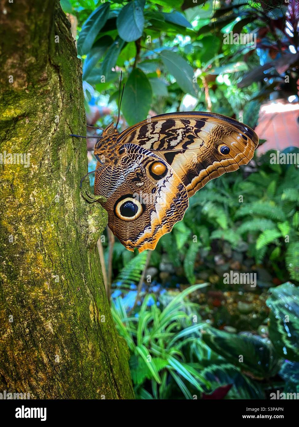 Big butterfly sitting with his wings closed hanging onto the trunk of a tree - Smartphone Captured Stock Image