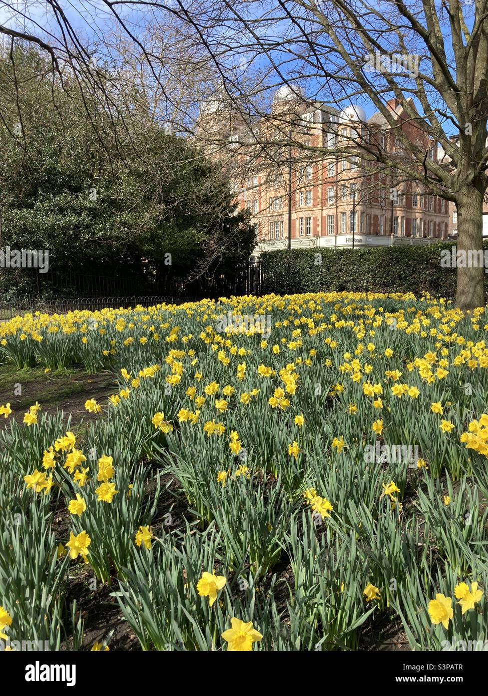 Flowers in Kensington Garden Stock Photo Alamy