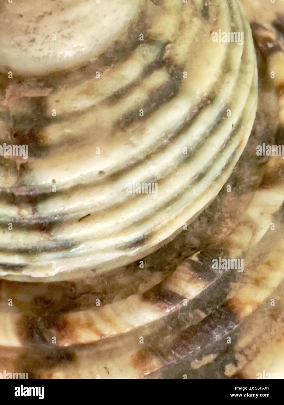 A section of a spiral seashell exhibiting a mottled brown texture - Smartphone Captured Stock Image