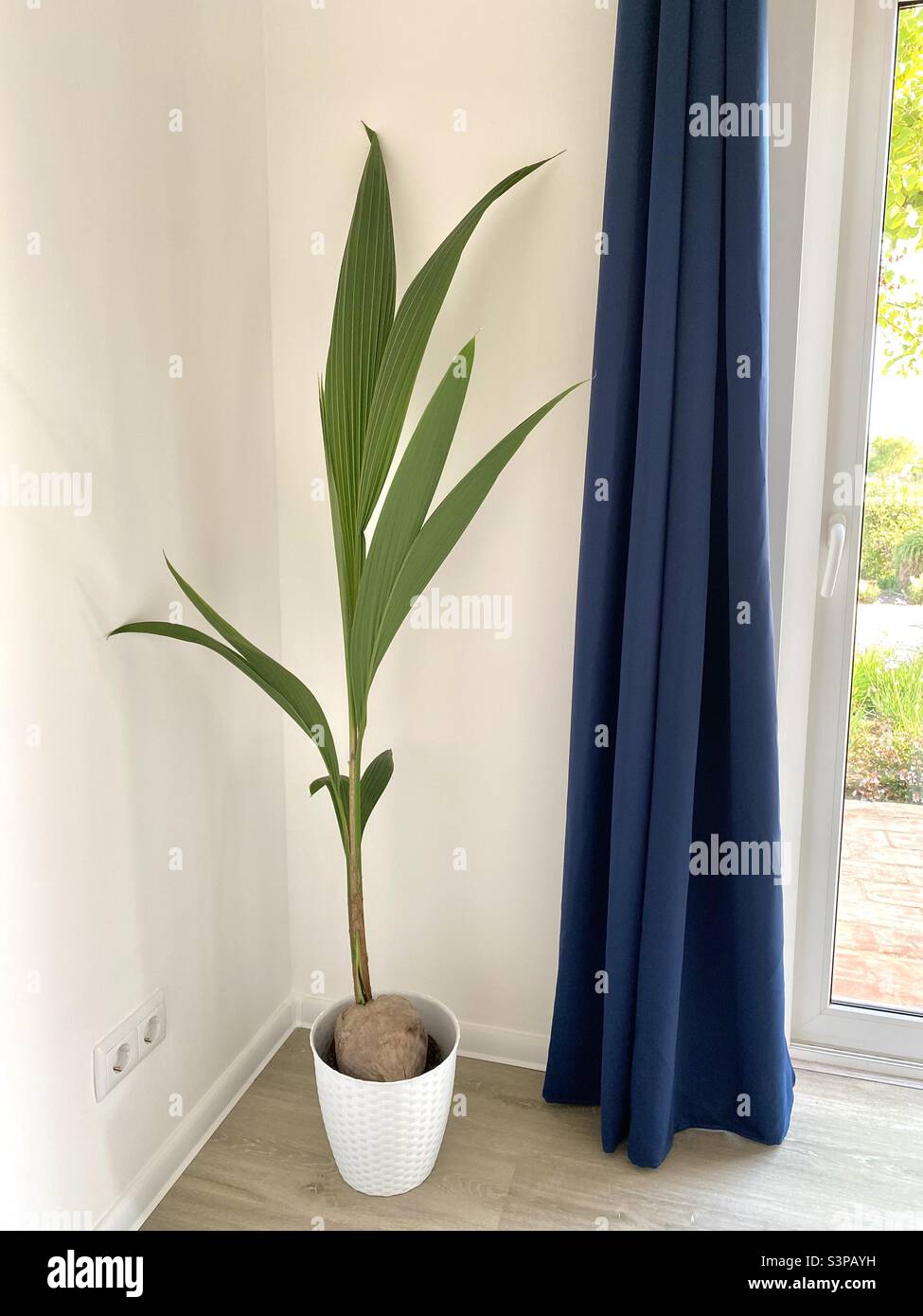 Common coconut palm - Smartphone Captured Stock Image