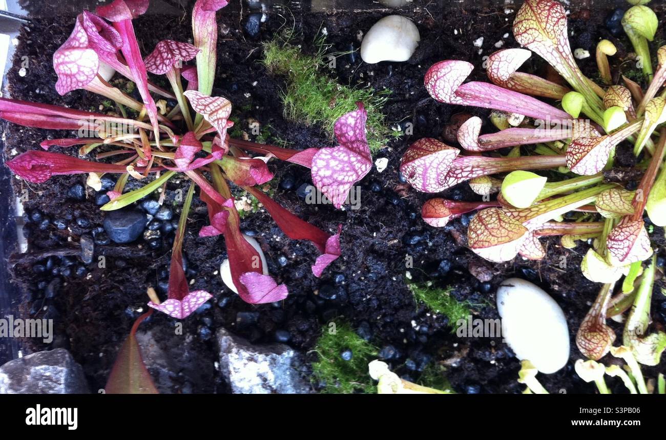 Karnivoren - Smartphone Captured Stock Image