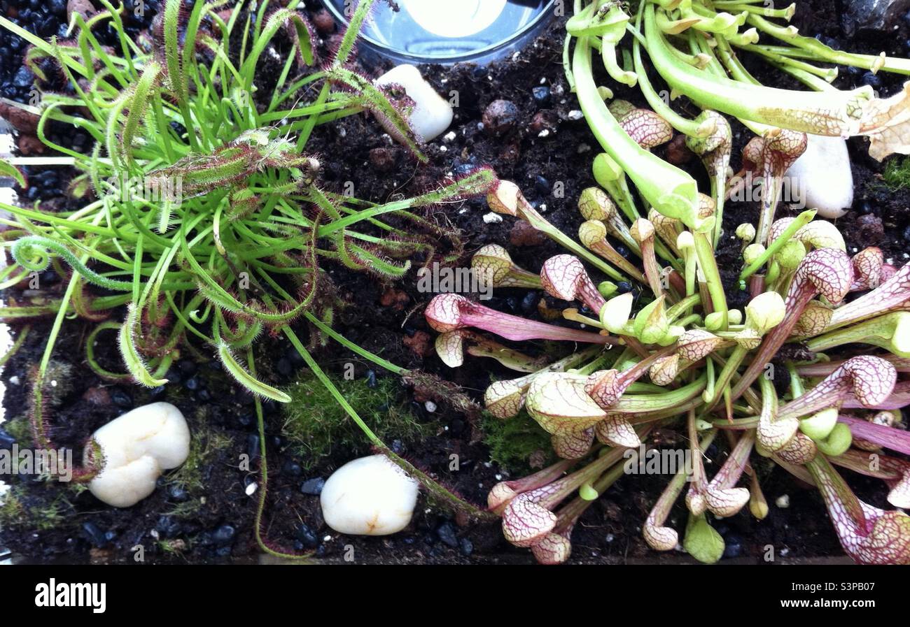 Pflanzen / Karnivoren im Pflanzenbecken - Smartphone Captured Stock Image
