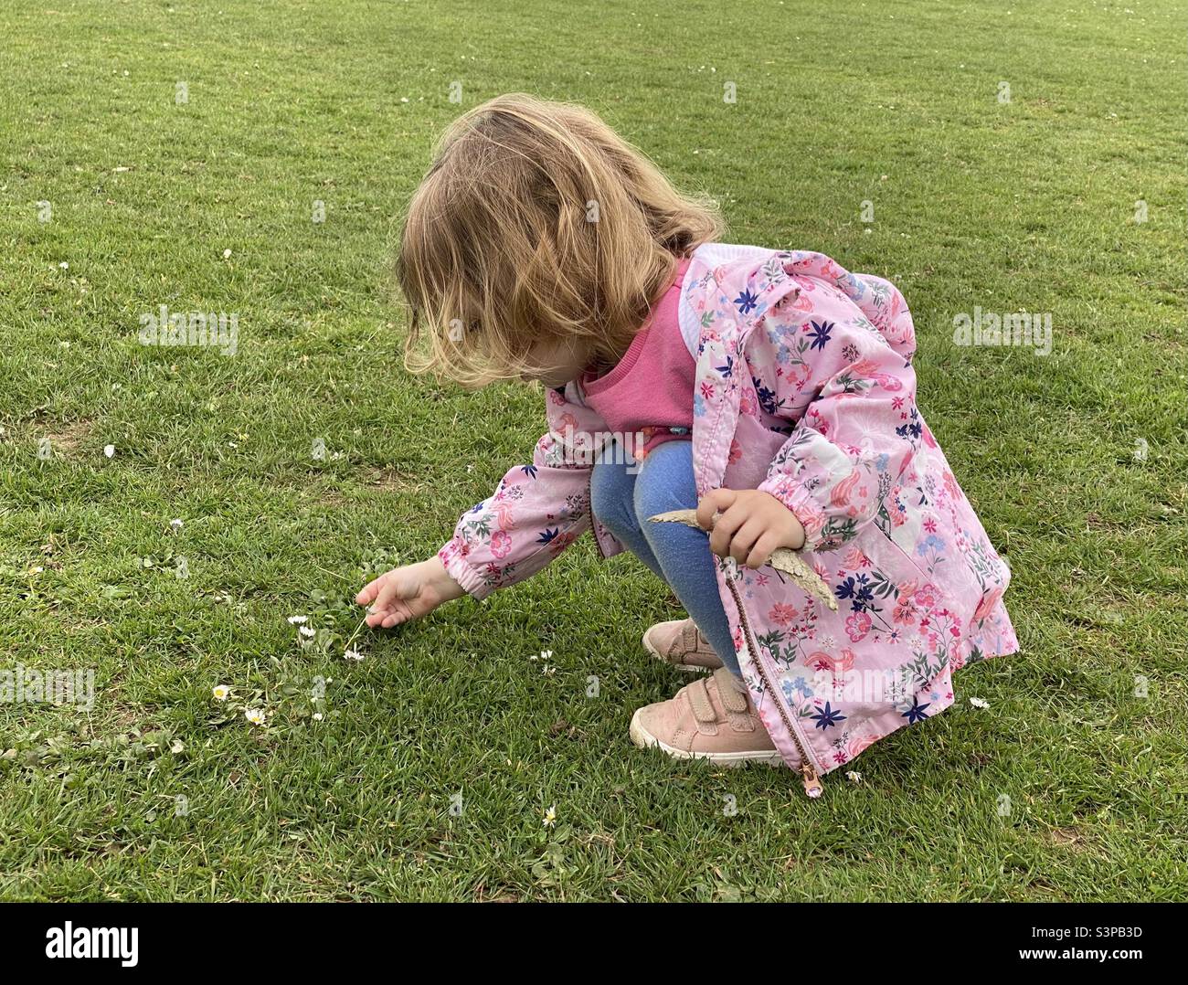 Small Child Picking Daisy Flowers Stock Photo Alamy