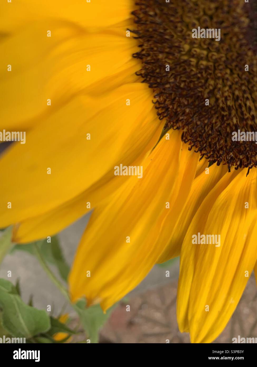 Sunflower is my favourite flower Stock Photo Alamy