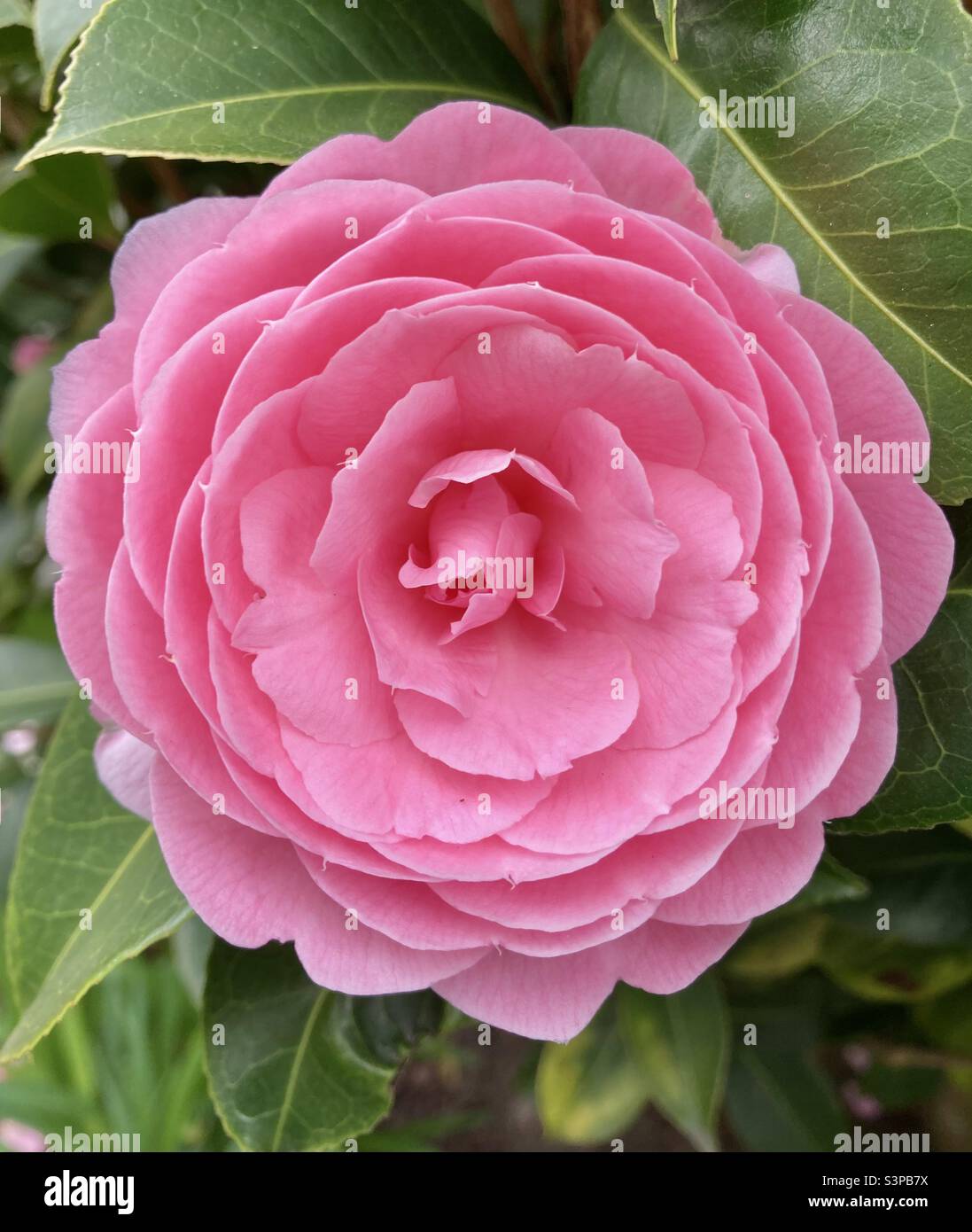 Camelia bush hi-res stock photography and images - Alamy