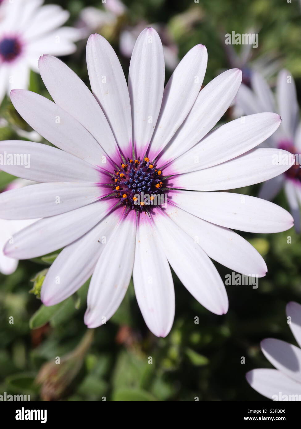 African Daisy in Bloom Stock Photo