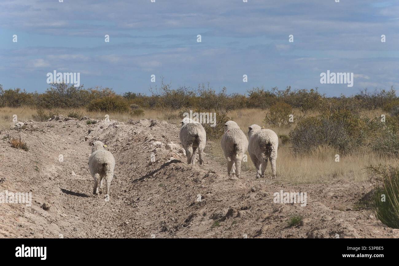 Sheep in wildness Stock Photo